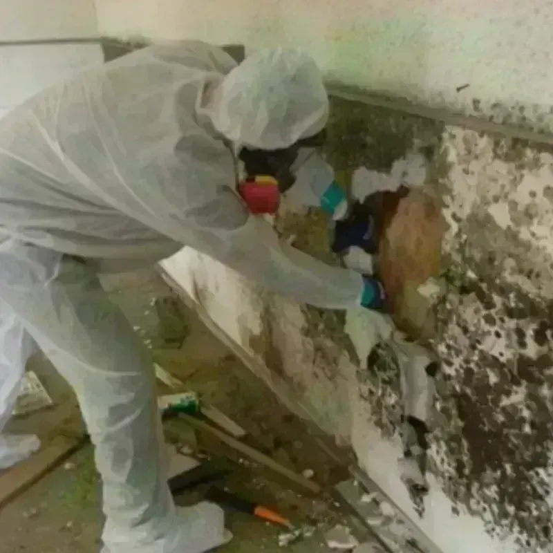 Mold Remediation and Removal in Eudora, KS